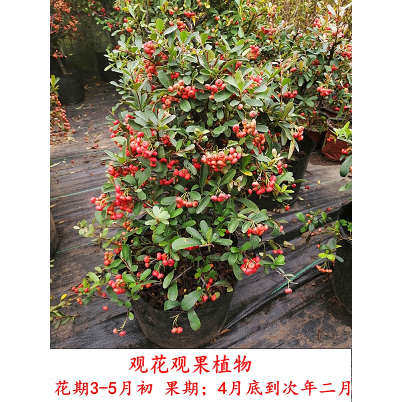 火棘盆景老桩树苗矮大型室内小庭院红果植物树桩满堂红吉祥果盆栽 6年