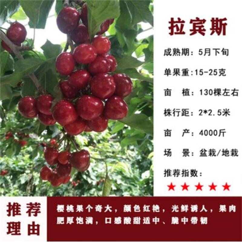 嫁接大樱桃苗盆栽地栽果树苗庭院阳台苗木南北方 拉宾斯樱桃【粗2cm带