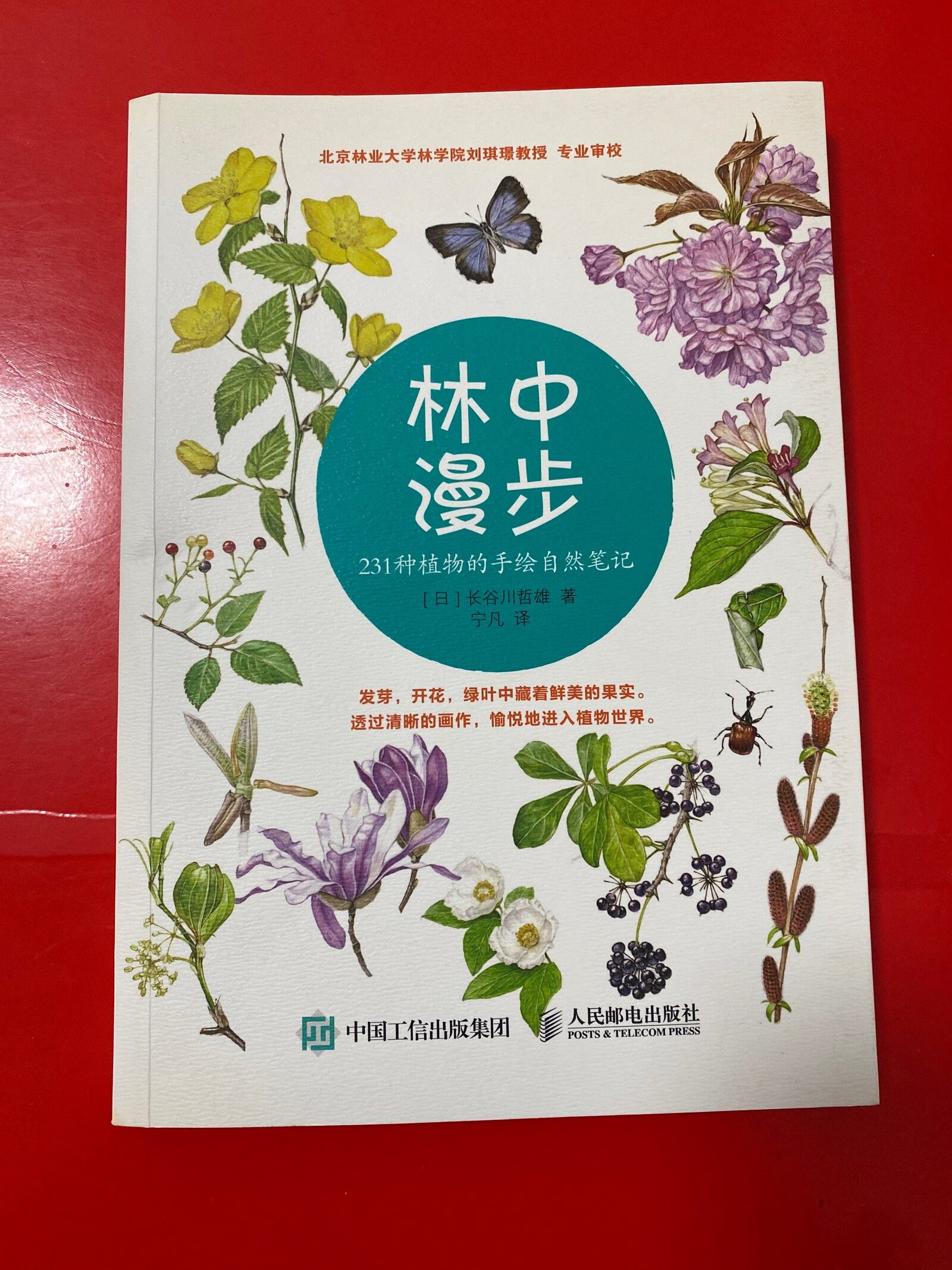 [二手9成新] 林中漫步:231种植物的手绘自然笔记