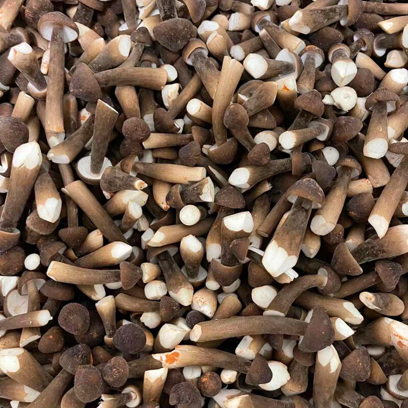 奴风福建黑皮鸡枞菌新鲜菌菇鲜蘑菇食用鸡棕菇荔枝野生菌特产500g