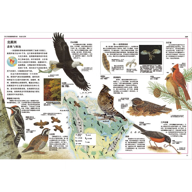鸟类大百科(精)/DK手绘图解典藏书系详情图