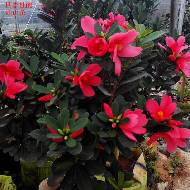 四季杜鹃红山茶树苗盆栽带花苞四季常青开花室内阳台庭院耐寒绿植 4年