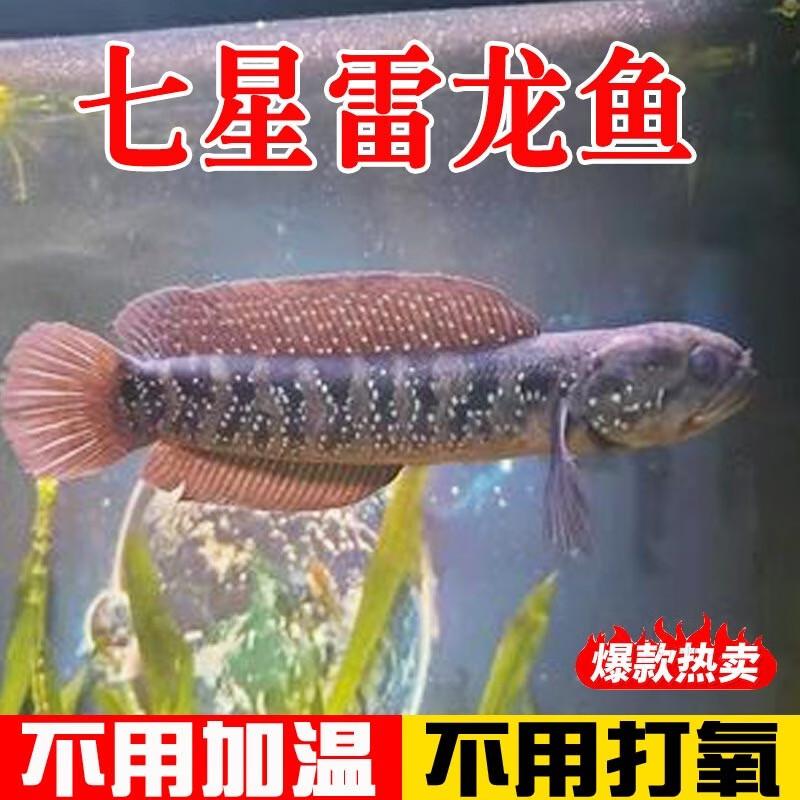 养殖食用活体不打氧耐活冷水观赏鱼山斑鱼月鳢珍 1条10-15厘米七星鱼