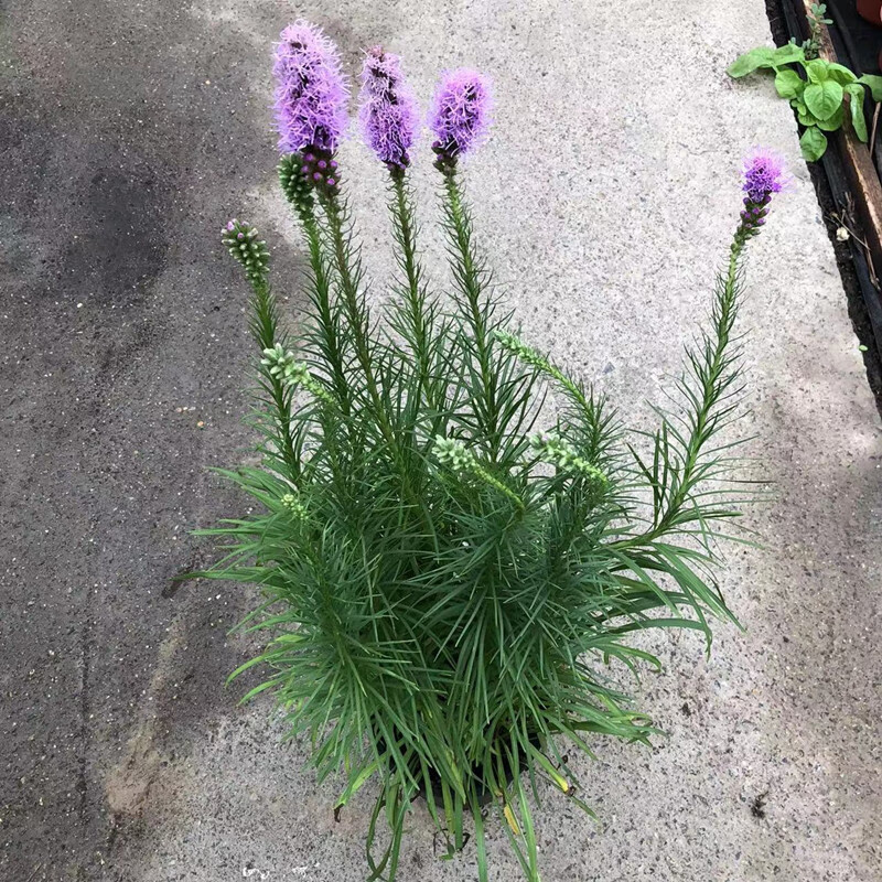花镜植物 蛇鞭菊 蛇鞭草盆栽花苗 蛇鞭菊庭院室外多年生草本花卉