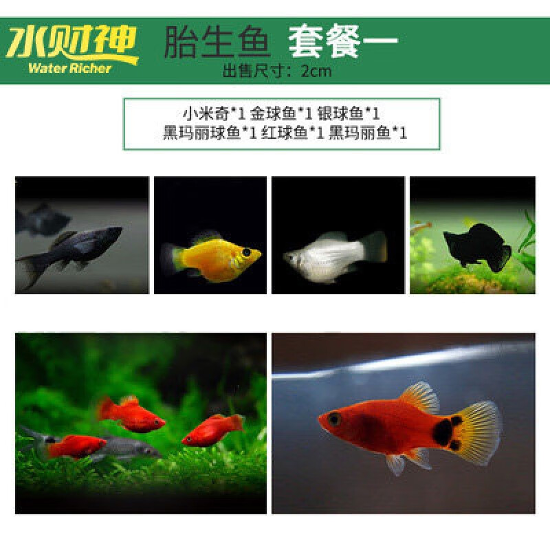 胎生鱼金玛丽球黑玛丽球黑玛丽鱼三色球鱼红白剑鱼小米奇鱼红球鱼水