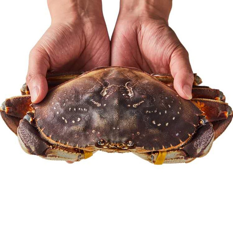 【活鲜】三蟹岛 加拿大鲜活珍宝蟹 鲜活海蟹 蟹类生鲜 海鲜水产 1.2-1.4斤/1只 鲜活珍宝蟹发出