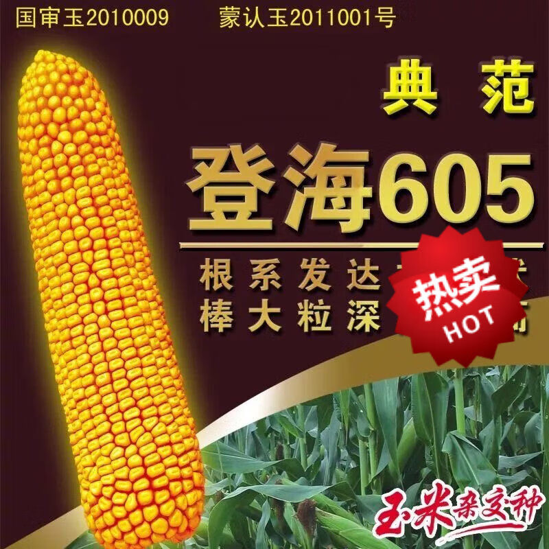 一:细辛国审玉米种子登海605玉米种子苞谷种籽稳产抗倒矮杆品种杂交