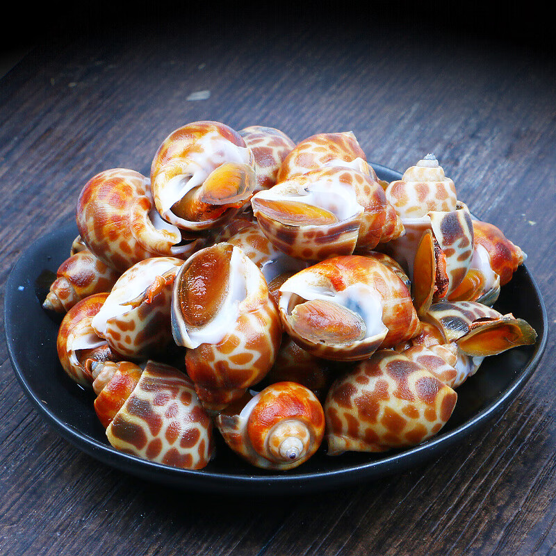 十里馋花螺鲜活新鲜海螺特大海鲜水产鲜活鲜冻猫眼螺东风螺贝类 【无