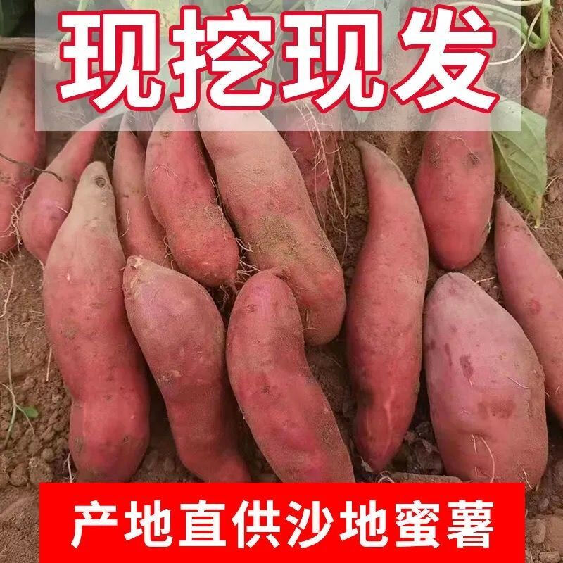 【现挖现发】地瓜红薯新鲜西瓜红心蜜薯超甜糖心番薯山芋 5斤
