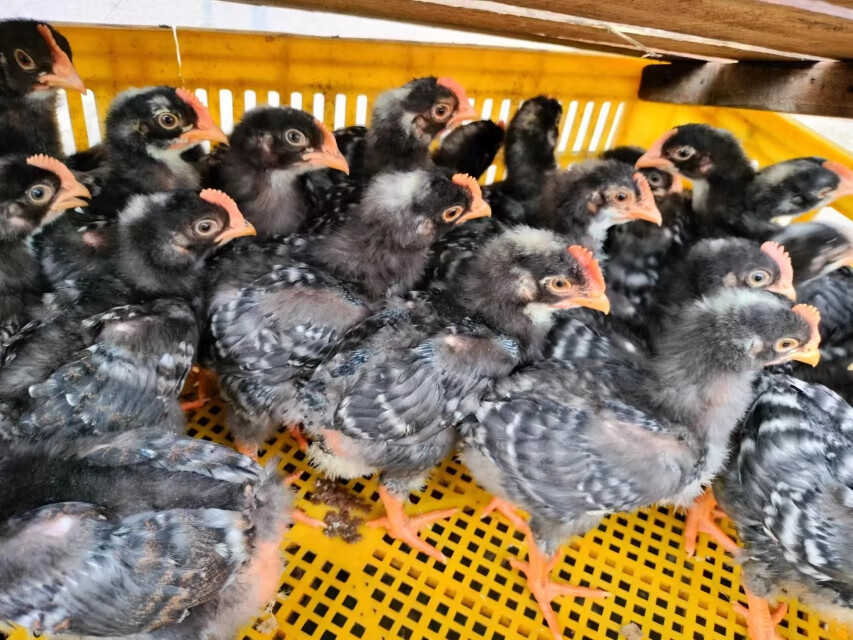 金芦花鸡 4~5两(10只公母)