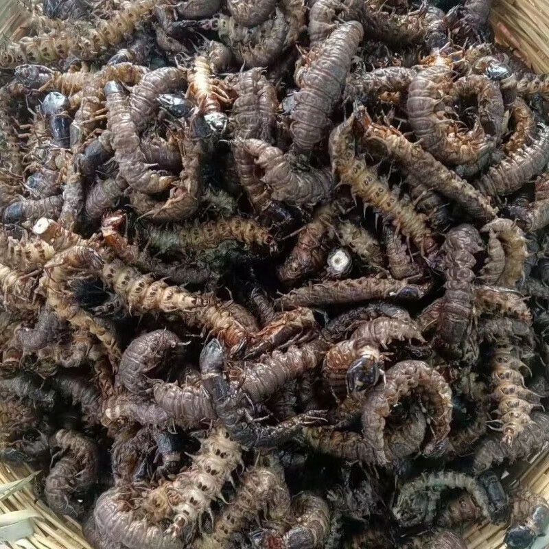 食怀云南金平特产新鲜速冻鲜活速冻爬沙虫水蜈蚣食真空 250克速冻