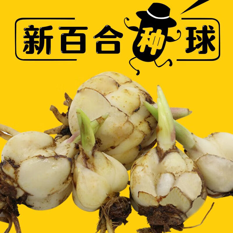 jphznb食用兰州百合种球甜百合种球百合花种球种子母子室内庭院大田
