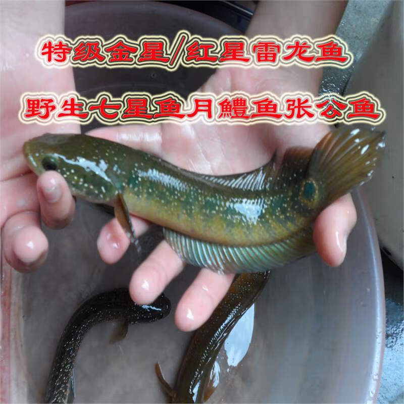 活体七星鱼 月鳢 红点雷龙鱼 肉食猛鱼 章公鱼 活体观赏食用 全长5cm