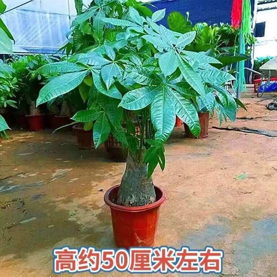 1,最旺宅的植物有富贵竹吊兰平安树元宝树和蓬莱松1富贵竹 富贵竹,一