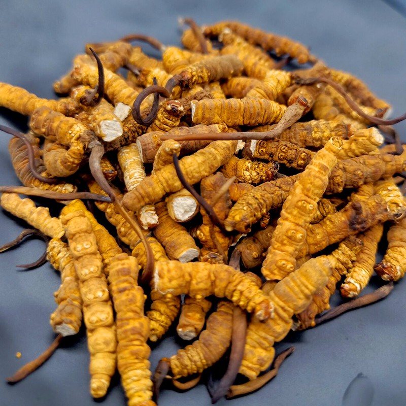 圣迪康藏 冬虫夏草 大号断草 高洁净度新鲜饱满冻干虫草 自吃实惠