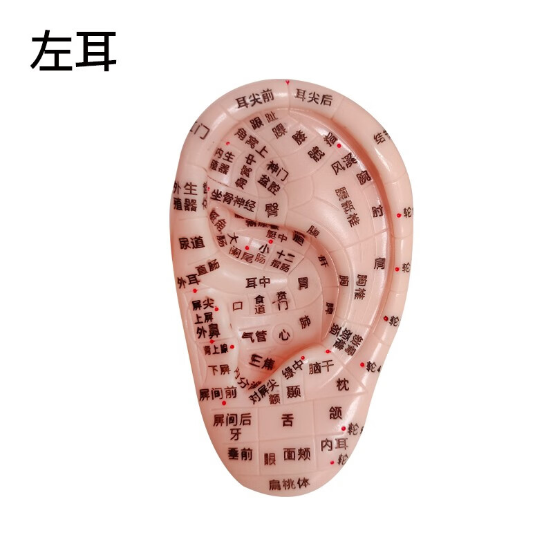 丰帆 耳部穴位模型 按摩耳模型 经络耳朵穴位耳贴反射区10cm耳膜 耳
