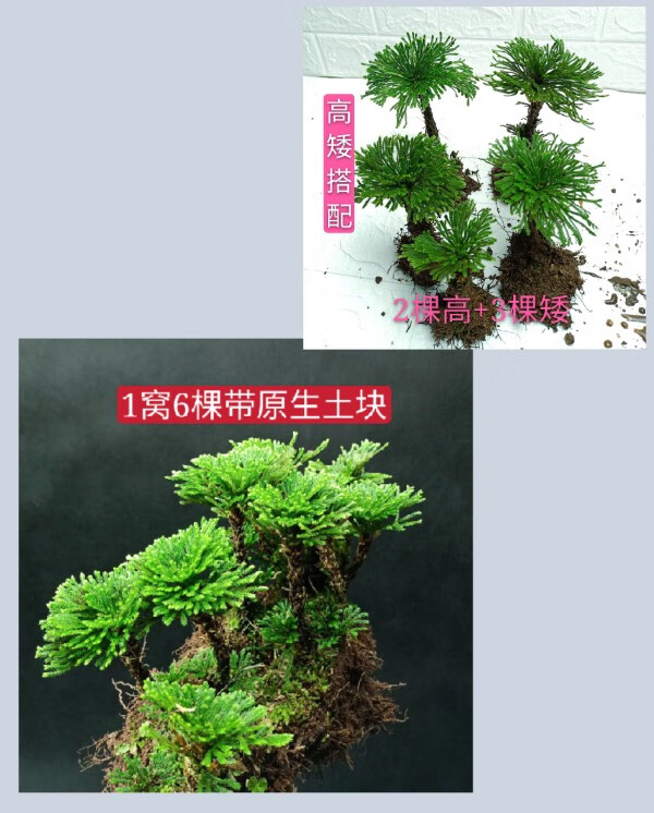 卉双卷柏九死还魂草盆景假山吸水石造景绿植物花卉好养室内小盆栽t08