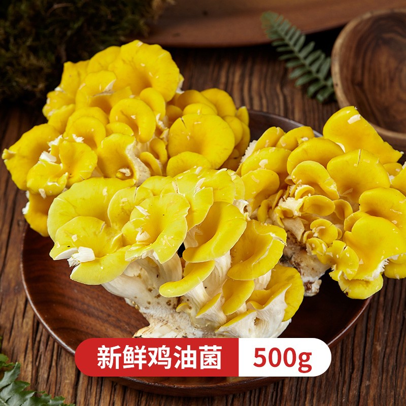 云南新鲜菌菇 榆黄蘑鸡油黄菌火锅煲汤食材 菌子蘑菇菌类 觅鲜生