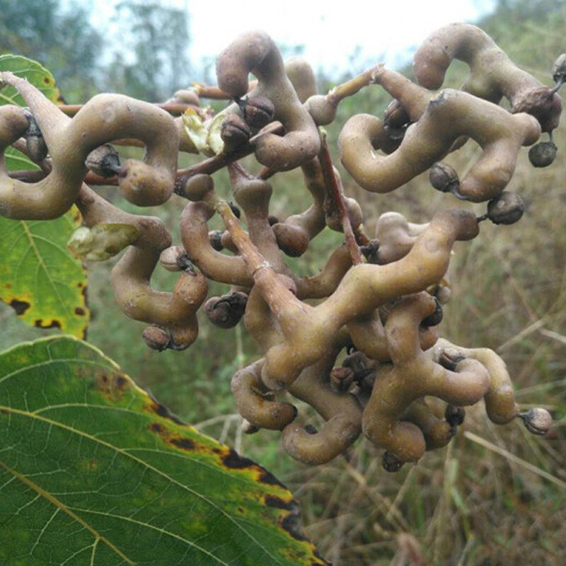 新鲜拐枣半干3斤金钩枣万寿果积椇子鸡爪梨生吃泡酒熟伊梵麦