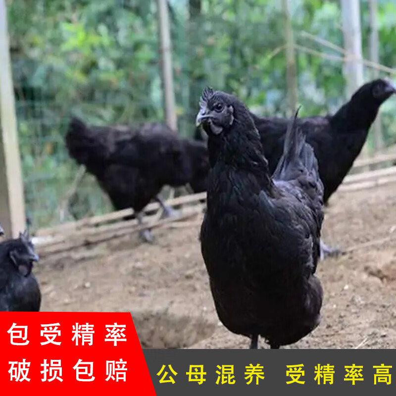 四川兴文山地乌骨鸡土鸡肉鸡种蛋受精蛋快大黑肉鸡乌鸡五黑可孵化 1枚