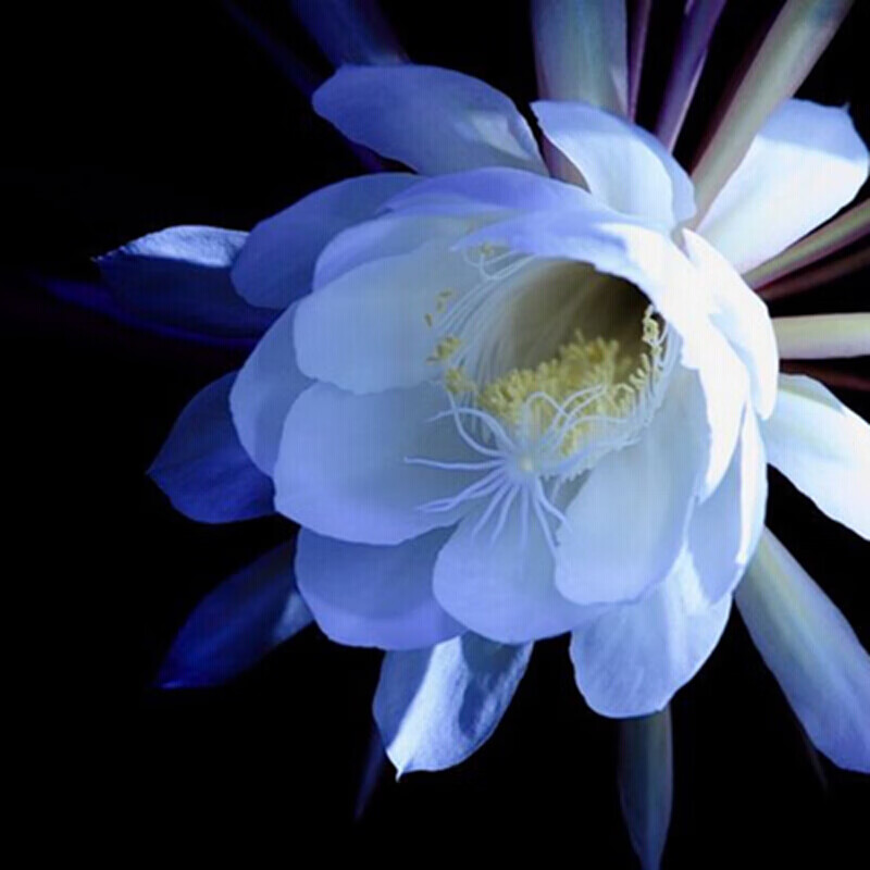 昙花苗桌面阳台盆栽绿植花卉昙花苗俗称月下美人 蓝色昙花 3年苗