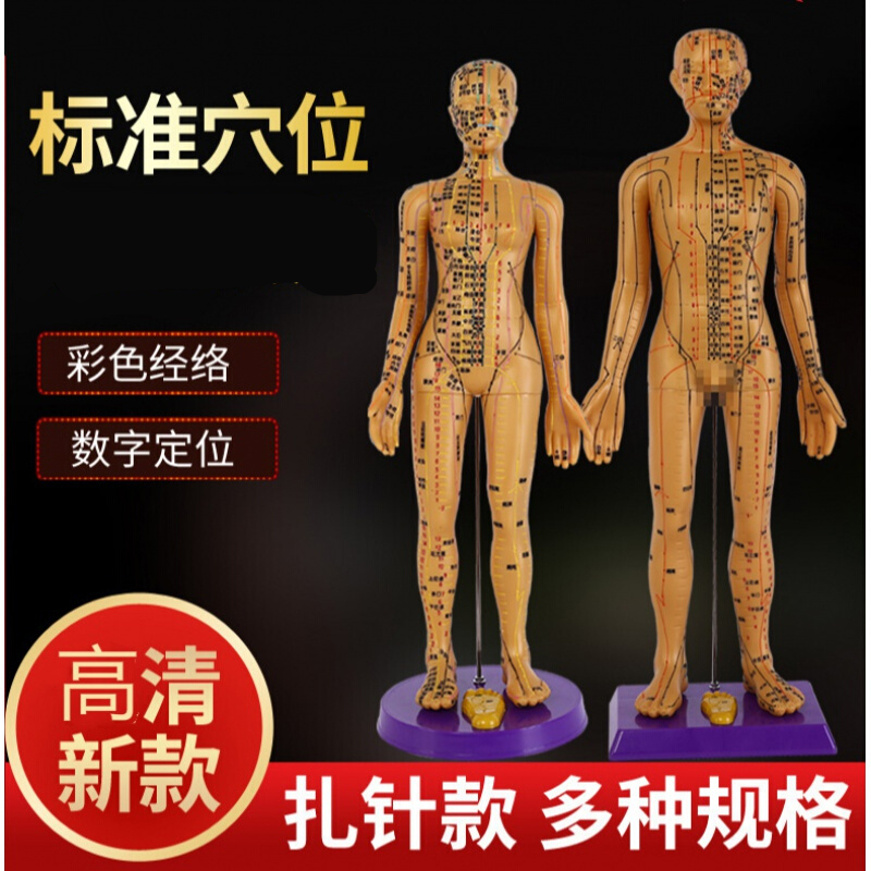 人体模型医学60cm大号软质人体针灸穴位模型标数字刻字男女全身人 可