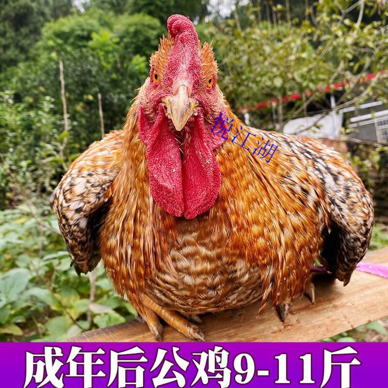 悦江湖特大金芦花鸡种蛋受精蛋可孵化汶上芦花鸡苗高产红芦花大型 (10