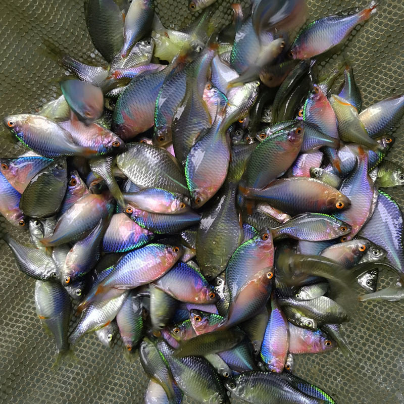 余三哥(yusange)好养淡水观赏鳑鲏鱼七彩石旁皮除藻冷水鱼活体原生群