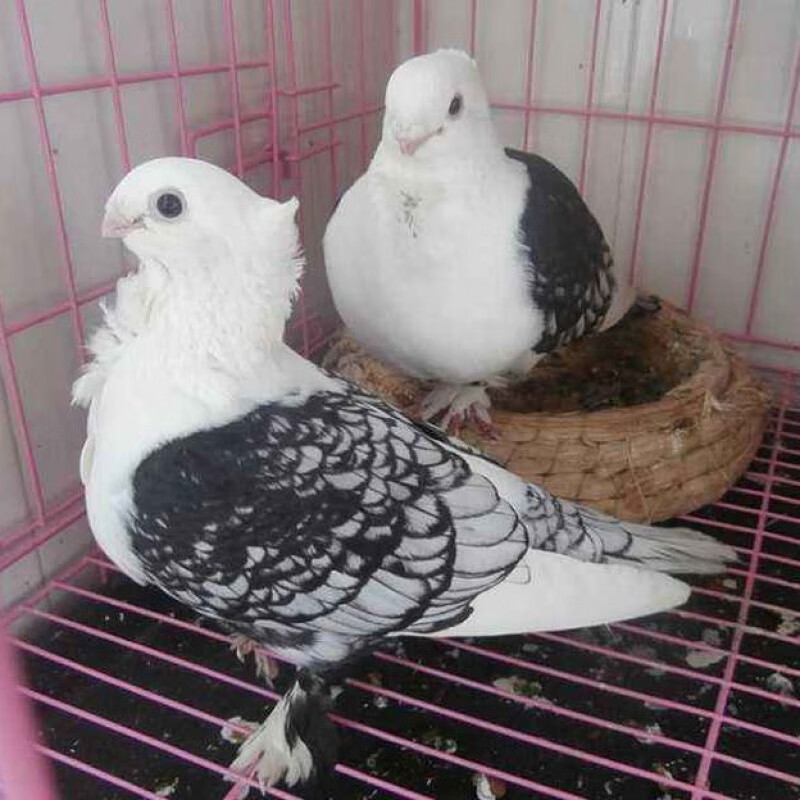 oimg蓝天淑女鸽宠物鸽两头乌凤尾点子红黑活鸽子一对观赏鸽 精品淑女