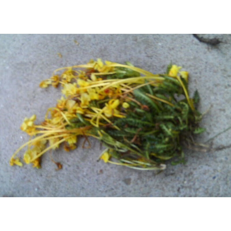 佑康泰食滋补 巴夏嘎 全草干品  250克