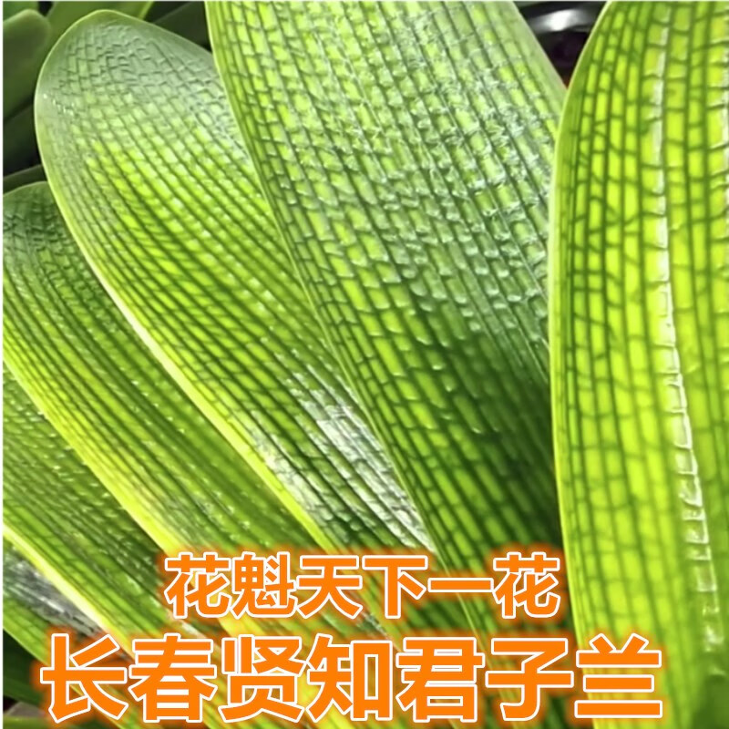鱼七秒长春君子兰精品国兰花魁一花蜡膜花脸圆头宽叶青筋黄底粗筋小苗