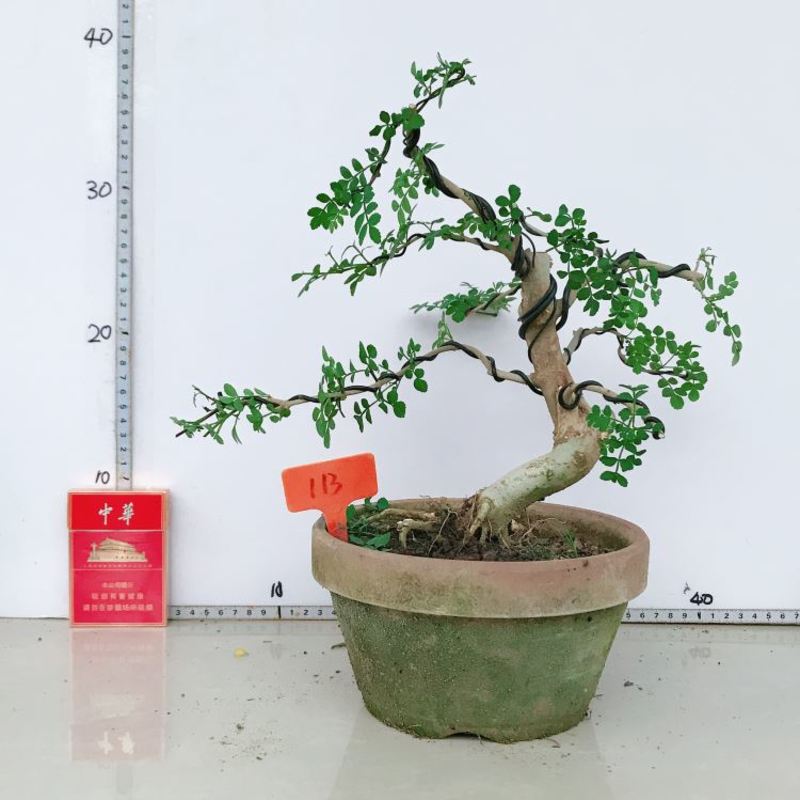 对节白蜡盆景 微型盆景对节白腊 对节白蜡老桩盆栽 桌面绿植实物 玫