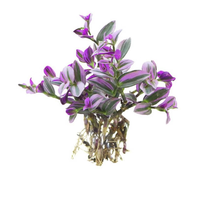 油画婚礼吊兰盆栽水培植物室内桌面绿植婚礼油画吊兰花卉 油画婚礼单