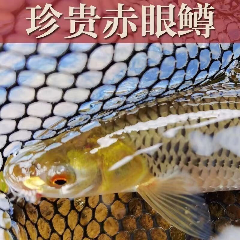 红眼赤眼鳟鱼苗眼睛鲮鱼草鱼饲料活体鱼淡水养殖小鱼苗赤眼鱼鲜活
