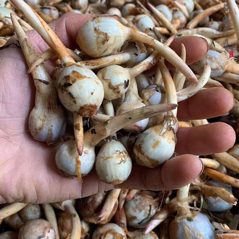 鹿凌青白慈姑云南现挖野地迷你小茨菇山茨菰苗粉糯燕尾菇菜新鲜 新鲜