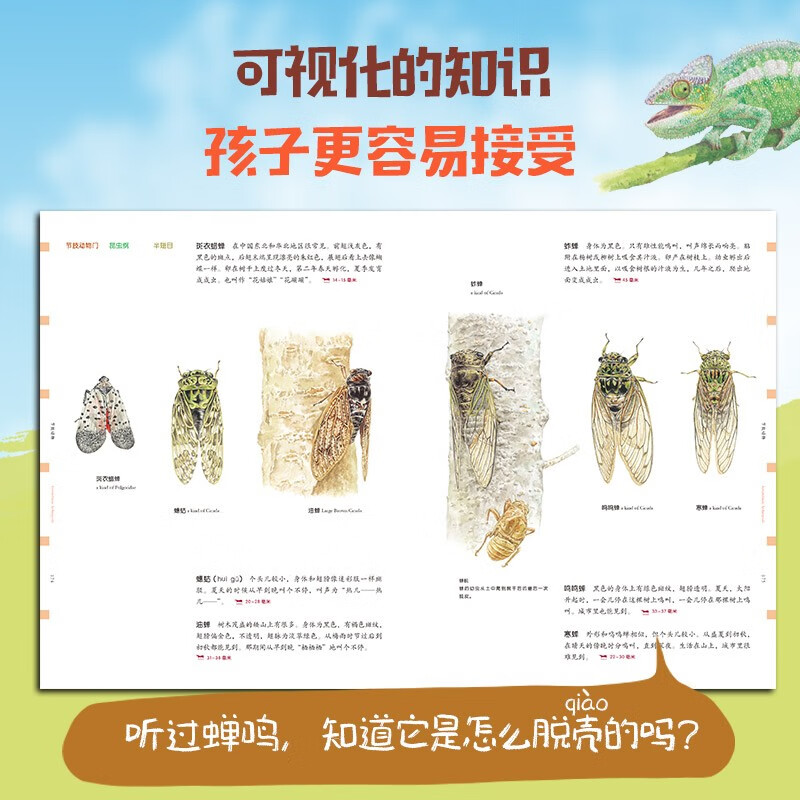 给孩子的自然图鉴（套装共2册）【7-10岁】 儿童科普 详情图