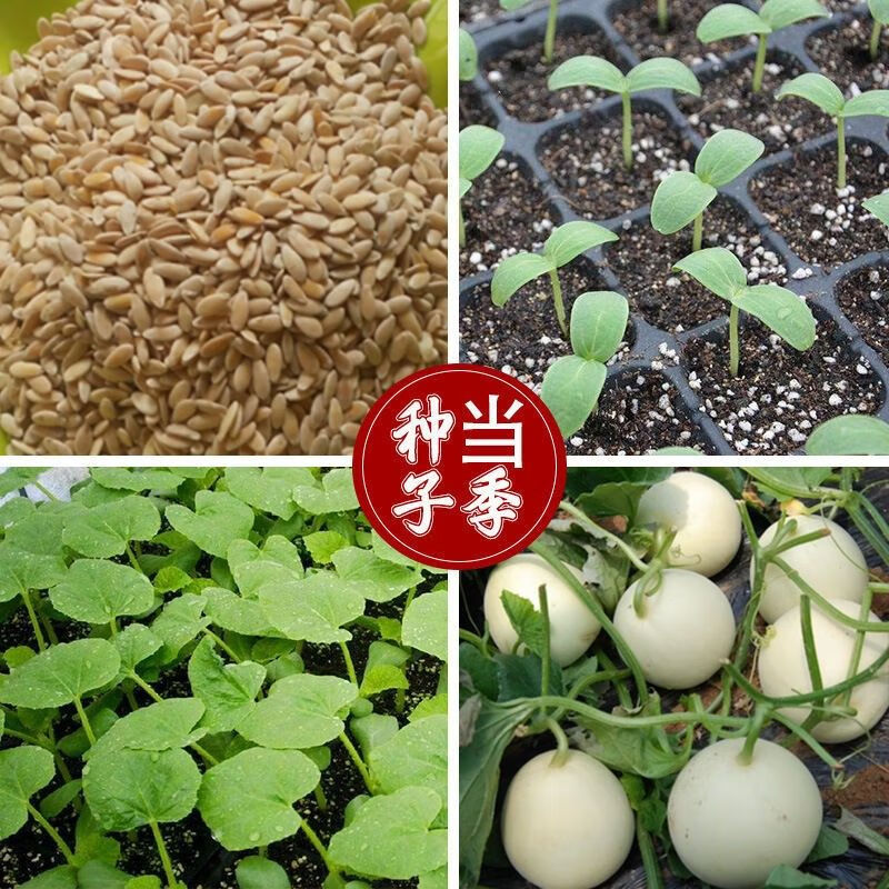 春枝韵白沙蜜白甜瓜子种 农田庭院阳台栽培香瓜早熟甜度高香瓜水果籽