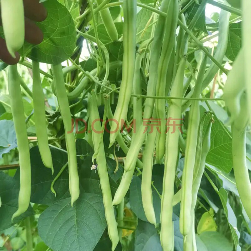 苗大全菜苗种苗各种秧苗番茄苗春季带土发货苗子阳台种 四季豆苗6棵