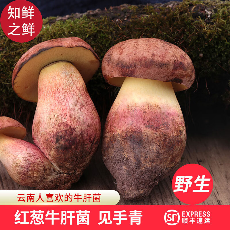 知鲜之鲜见手青【空运】新鲜红葱牛肝菌野生云南特产牛肝菌野生菌蘑菇 新鲜红葱牛肝菌（见手青） 1斤装