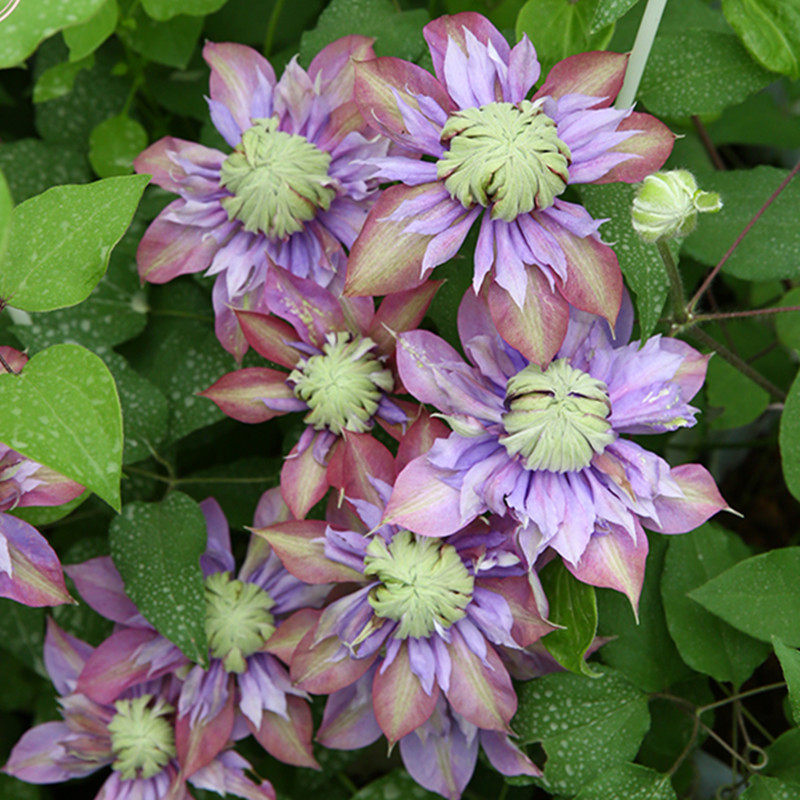 铁线莲爬藤植物庭院耐寒绿植花卉盆栽苗乌托邦银币阳台四季开花 钻石