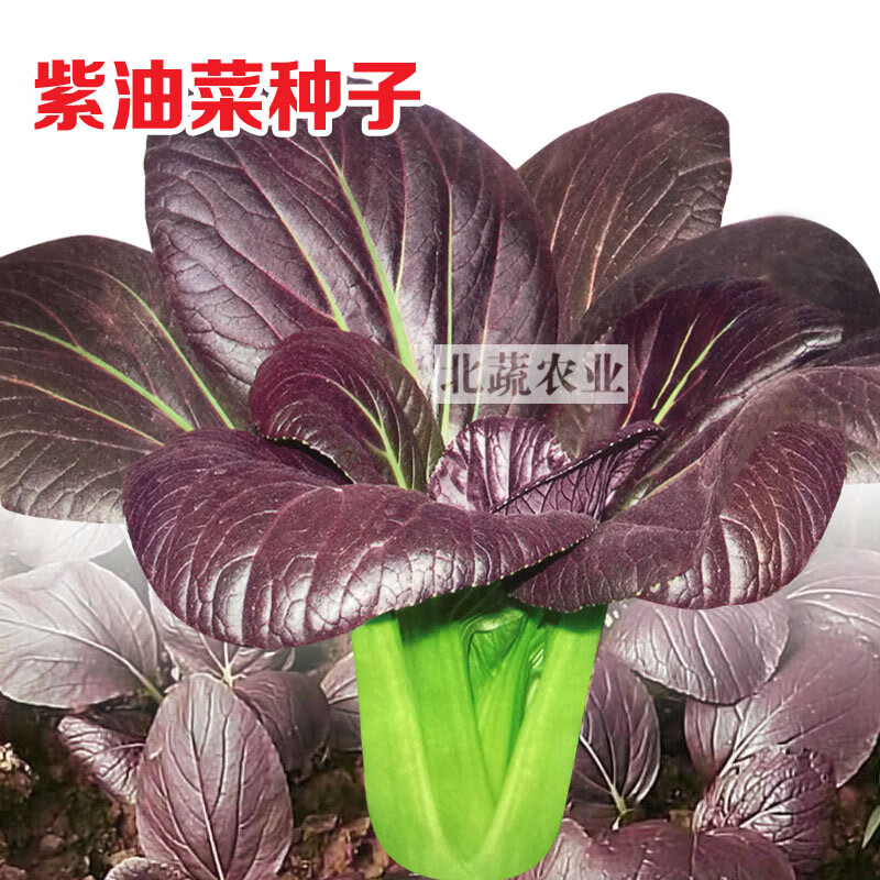 种蔬菜种子小青菜种籽菜园阳台盆栽蔬菜种籽 紫油菜种子1包(约2000粒)