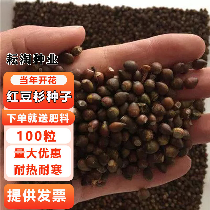 耘淘沙藏红豆杉种子正宗曼地亚红豆杉种子东北南方北方红豆杉树种子