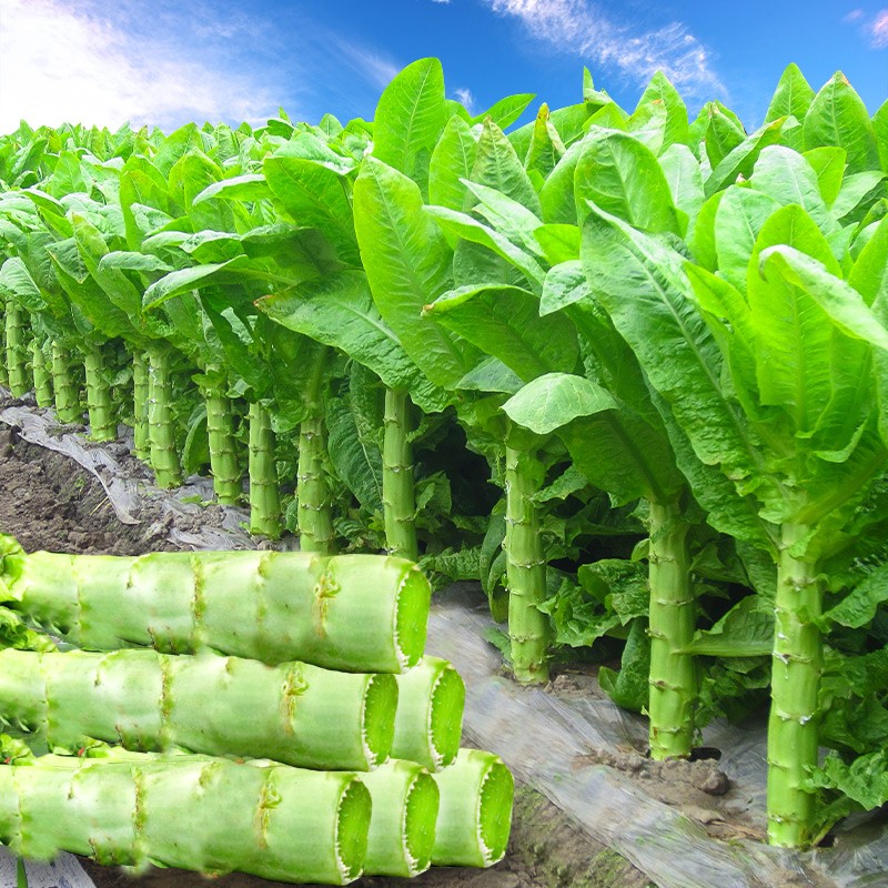 农之子 圆叶莴笋种子耐热杂交夏青香莴笋秧苗种苗尖叶秋四季蔬菜种子