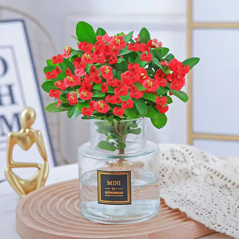 海棠花卉虎刺梅盆栽四季开花室内招财植物桌面绿植 水培虎刺梅 北欧瓶