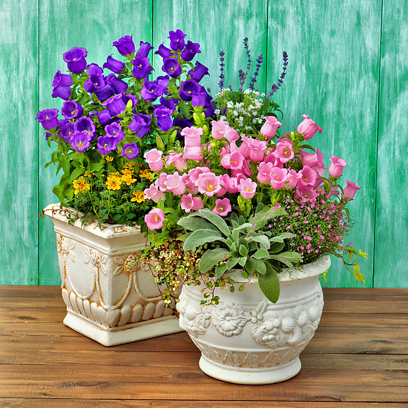 风铃草风铃花种子混色阳台盆栽花种子花籽庭院播种四季 风铃草混色1克