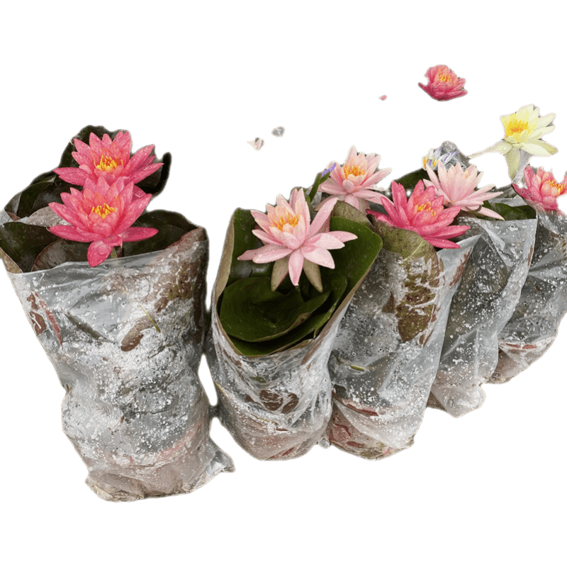 睡蓮水培植物帶花苞發(fā)貨荷花苗四季開花盆栽水養(yǎng)池塘魚池水生植物 隨機(jī)六盆不同顏色 帶盆栽好