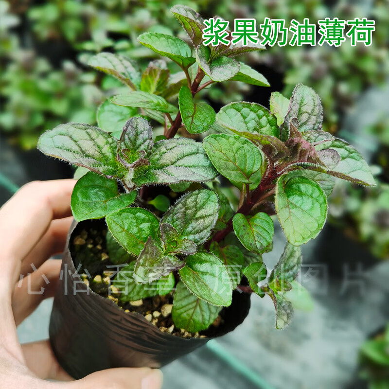 泡茶胡椒薄荷叶室内四季驱蚊种植小苗 浆果奶油薄荷(原土带营养钵) 不