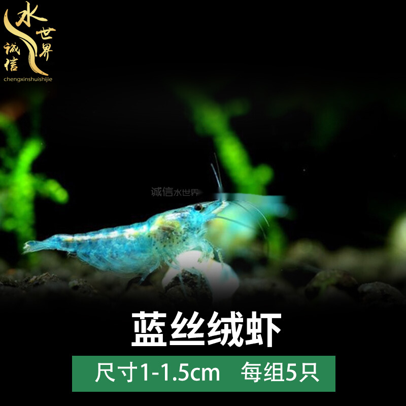 搭啵兔极火虾急火虾樱花虾香橙琉璃虾观赏虾除藻虾活体水族宠物虾 蓝