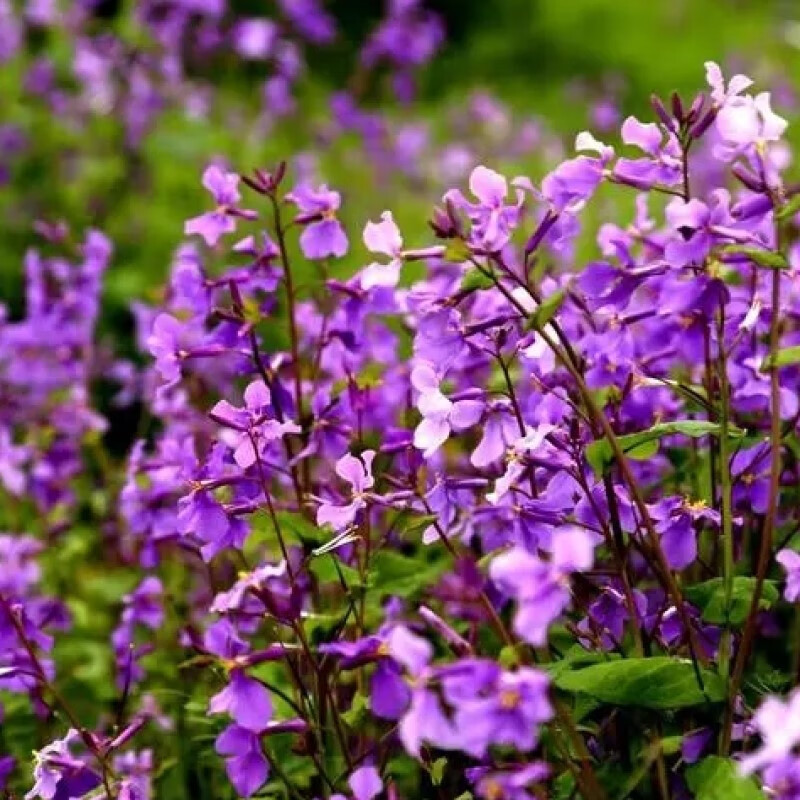 二月兰种子多年生紫色花卉 耐阴耐寒耐旱四季播早春开花 二月兰 5克约