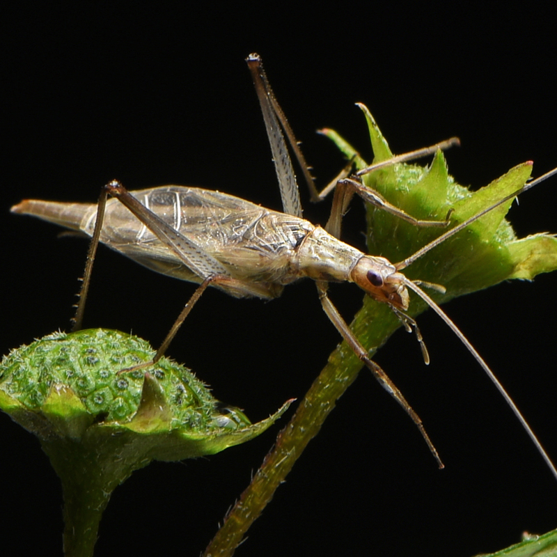 人工竹蛉活体鸣虫柬埔寨野生竹蛉盒有机竹蛉筒子虫具虫盒金钟盒罐